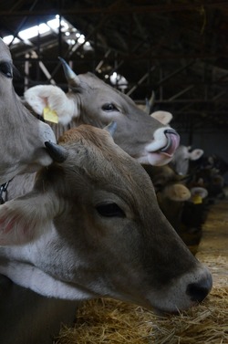 Cattle farm in Bangladesh being fed the right feed made from our Animal supplements. 