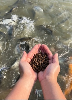 Aqua Shrimp and Fish being fed by the the feed pellets made from our rapeseed meal and other nutrition raw material.