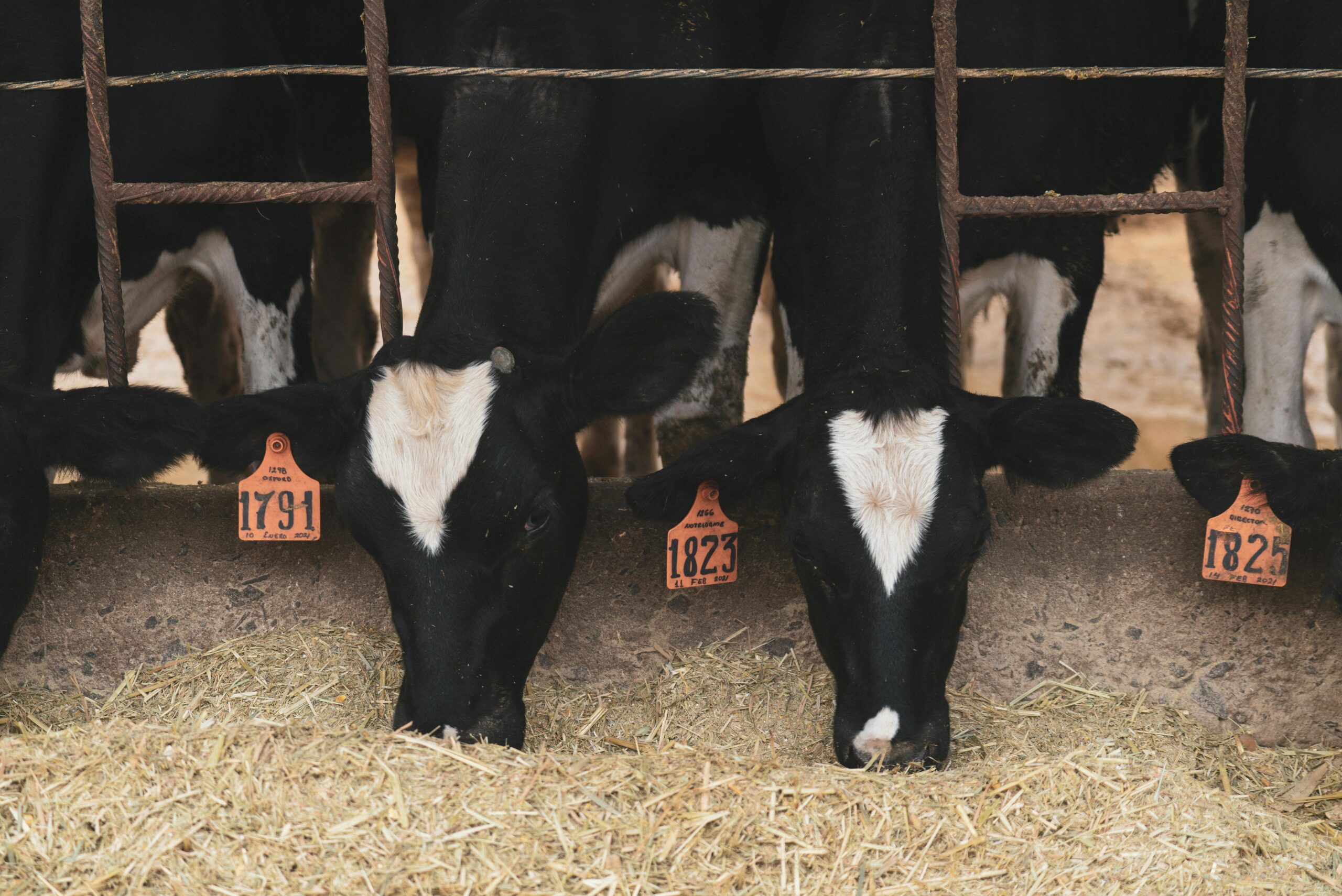 "Holstein cows eating cattle feed in a barn, with orange ear tags displaying identification numbers. The cattle are framed by metal bars, highlighting a dairy farming environment and the use of nutritious cattle feed."