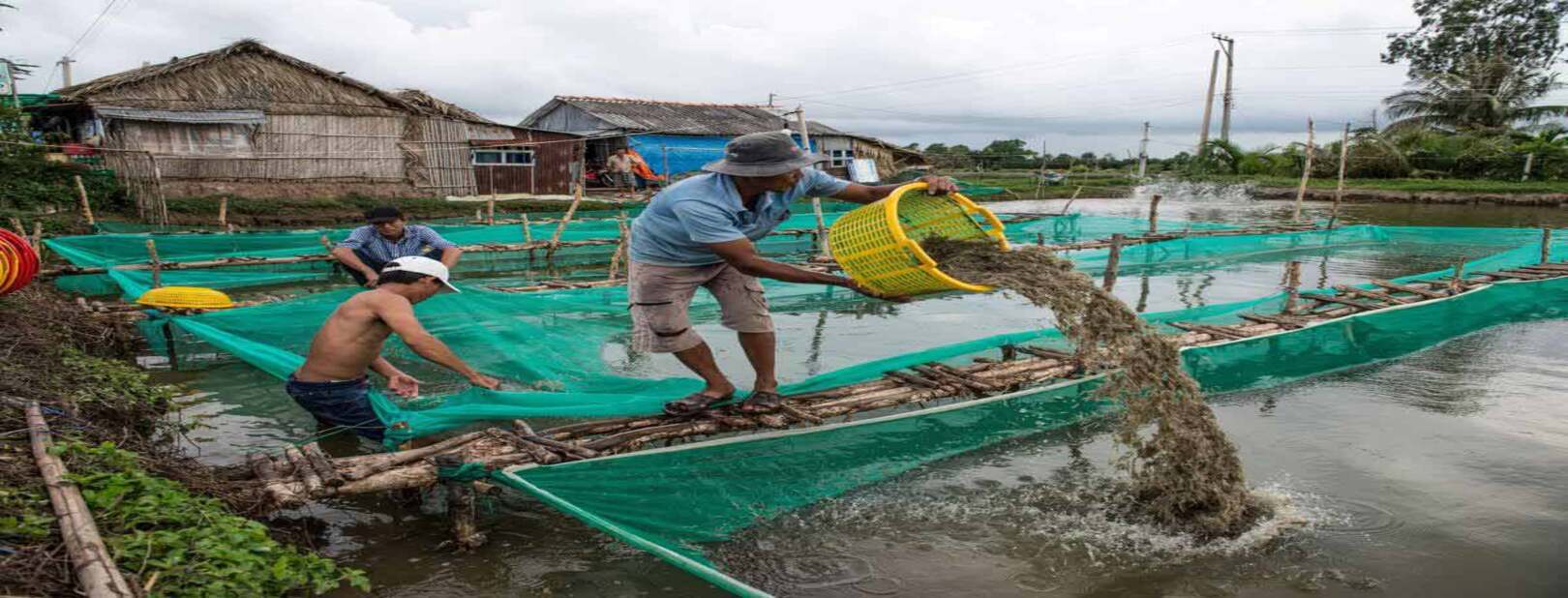 Fish eating feed made from raw materials Supplied by Hindola Commercial