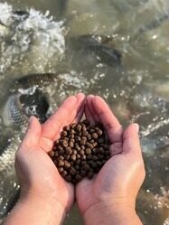 Aqua Shrimp and Fish being fed by the the feed pellets made from our rapeseed meal and other nutrition raw material.