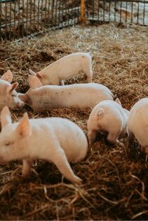 Swine Pig Layer Feeding of our quality feed