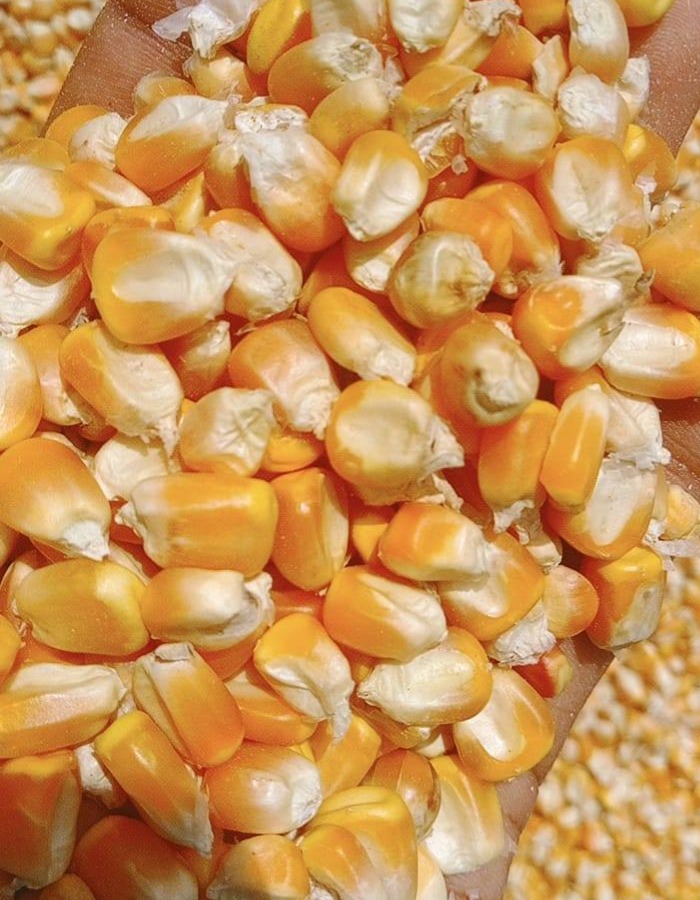 Maize Exporter in India Kolkata